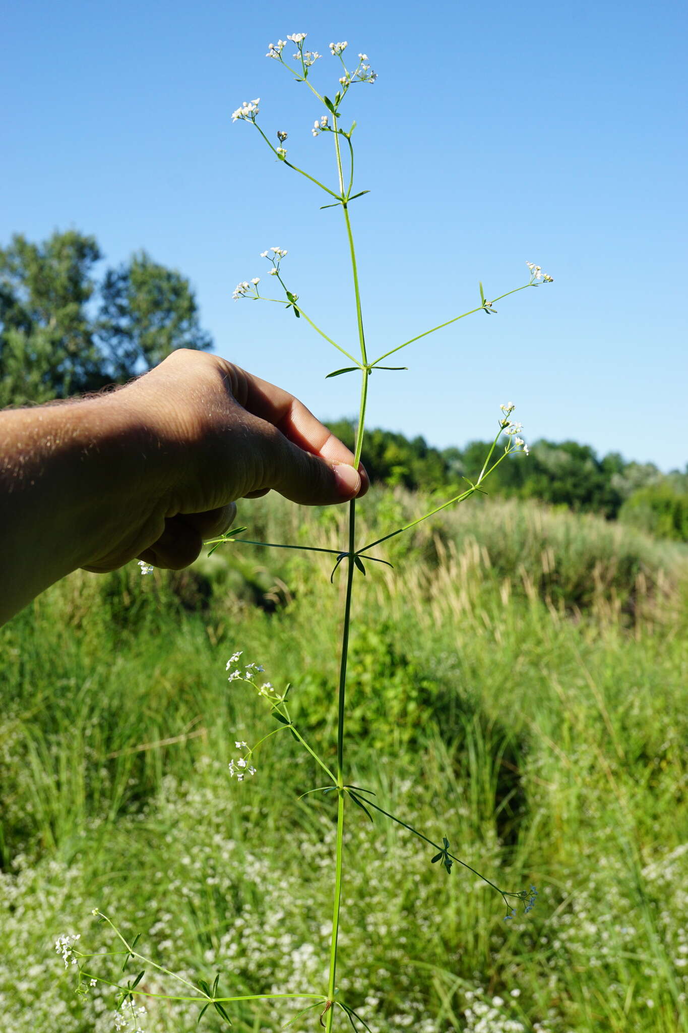 Plancia ëd Galium elongatum C. Presl