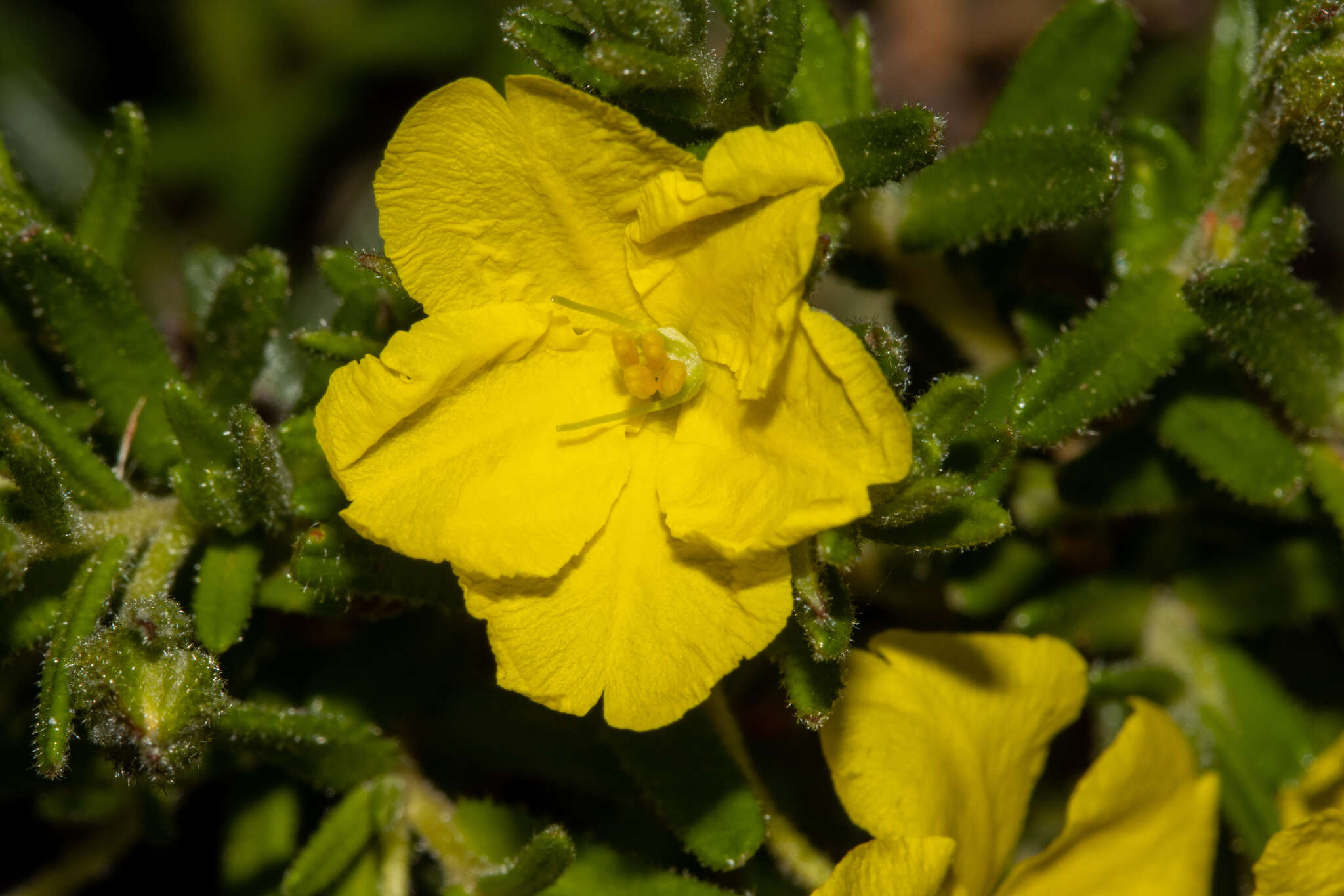 Hibbertia glebosa subsp. glebosa resmi