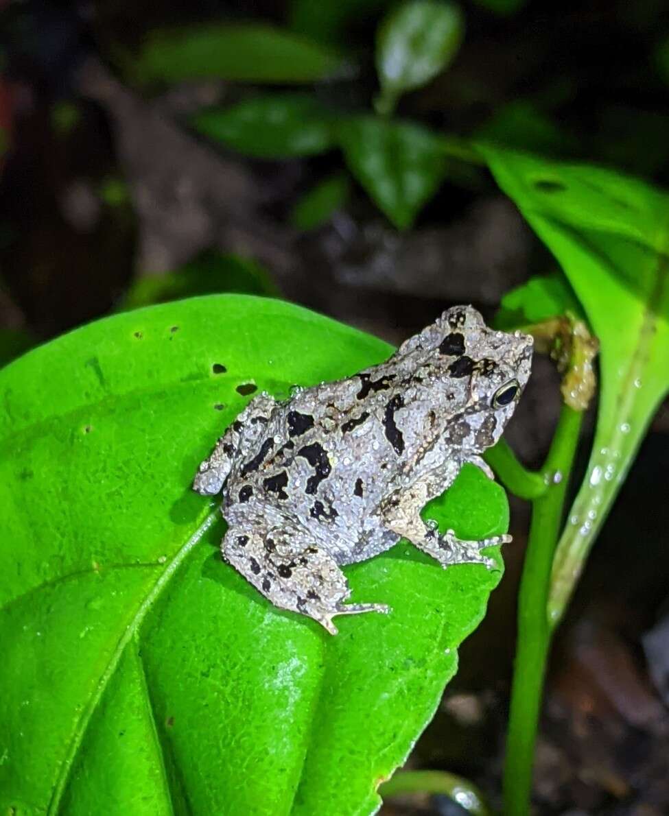 Image of Rhinella castaneotica (Caldwell 1991)