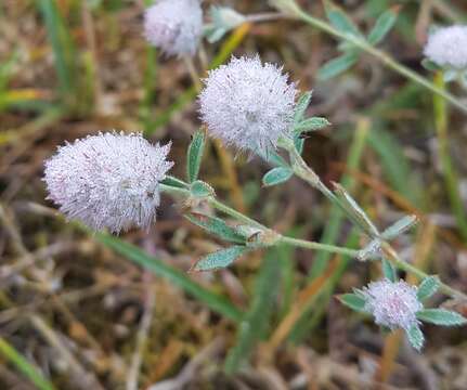 Image of Trifolium arvense var. arvense