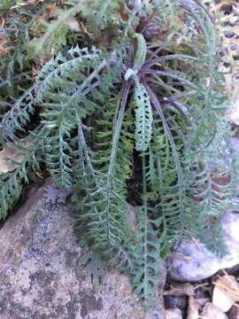 Image of Uinta ragwort