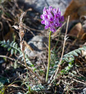 Image de Oxytropis altaica (Pall.) Pers.