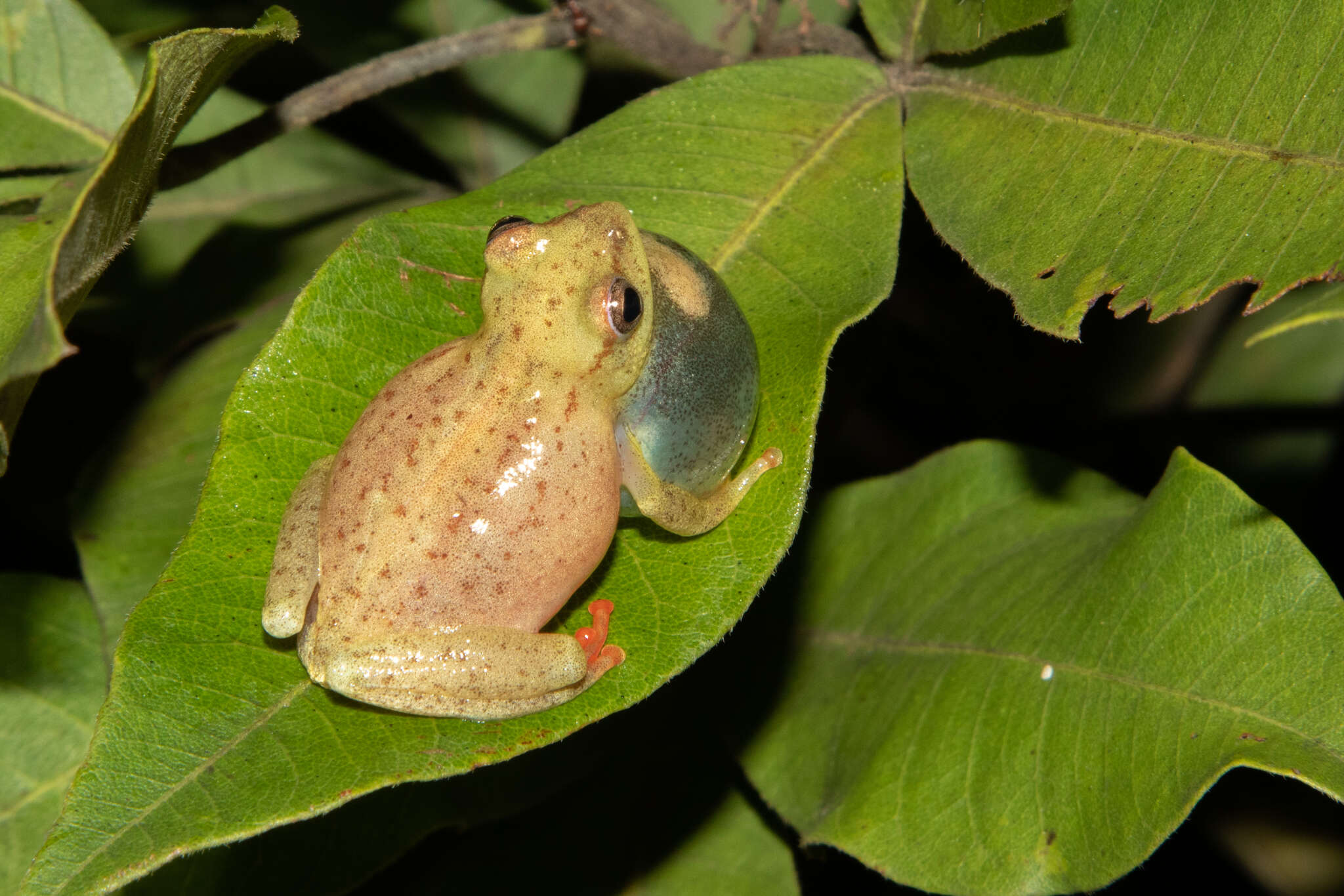 Image of Kachalola Reed Frog