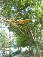 Image of Tillandsia botterii É. Morren ex Baker