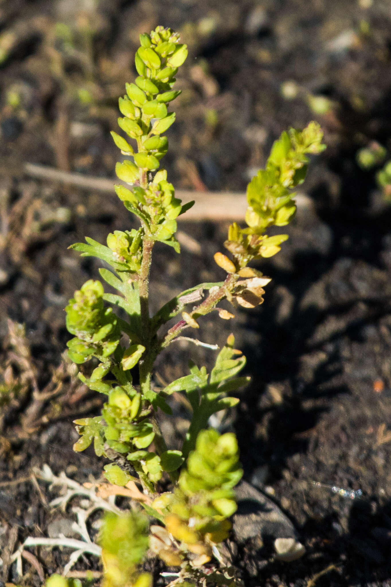 صورة Lepidium strictum (S. Watson) Rattan