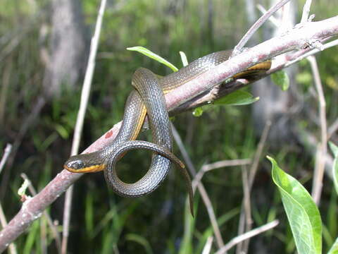 Image of Liodytes rigida rigida (Say 1825)