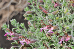 Image of Teucrium intricatum Lange