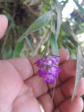 Image of Elleanthus amethystinus (Rchb. fil. & Warsz.) Rchb. fil.