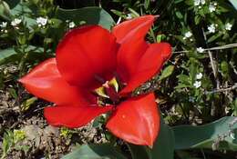 Image of Tulipa fosteriana W. Irving