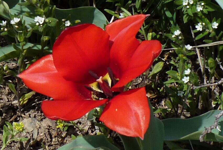 Image of Tulipa fosteriana W. Irving