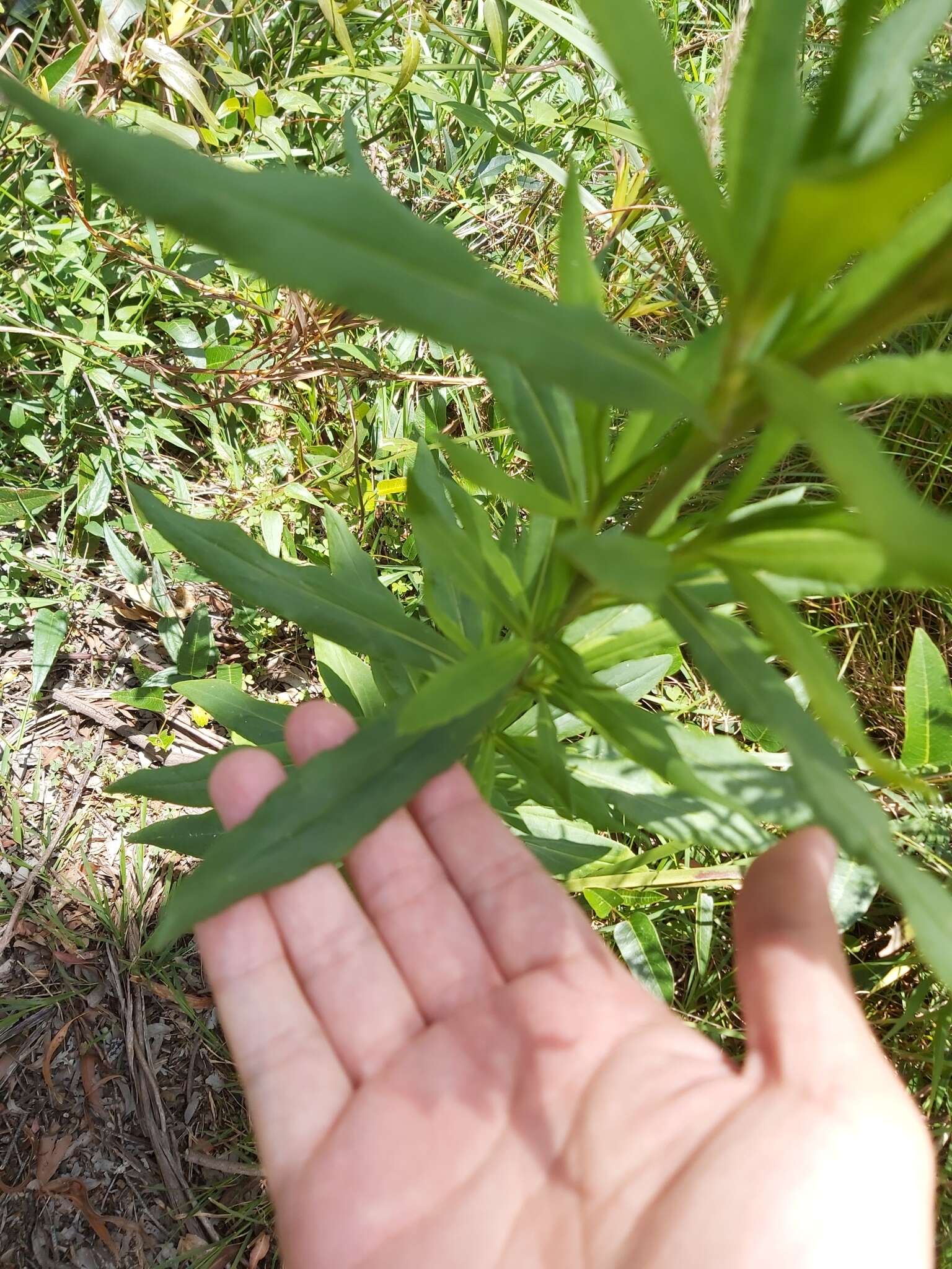 Plancia ëd Xerochrysum bracteatum (Vent.) Tzvelev