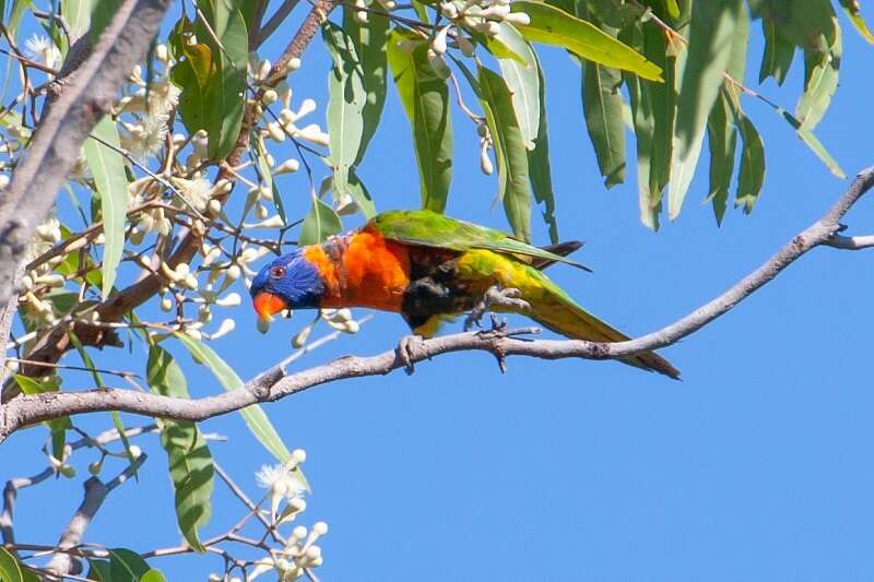 Image of Red-collared Lorikeet