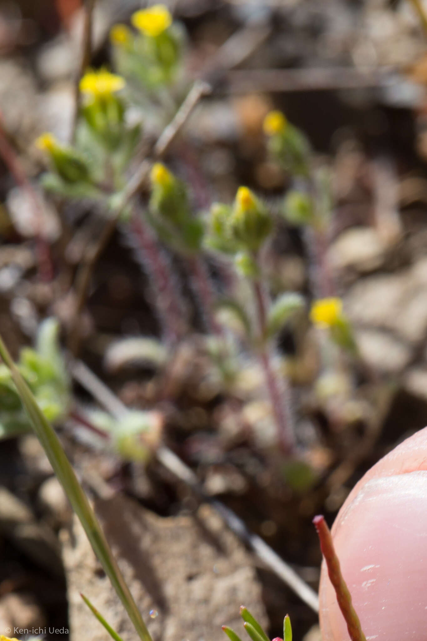 Image de Hemizonella