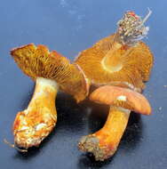 Imagem de Cortinarius rubicundulus (Rea) A. Pearson 1946