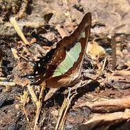 Image of Polyura agrarius Swinhoe 1886