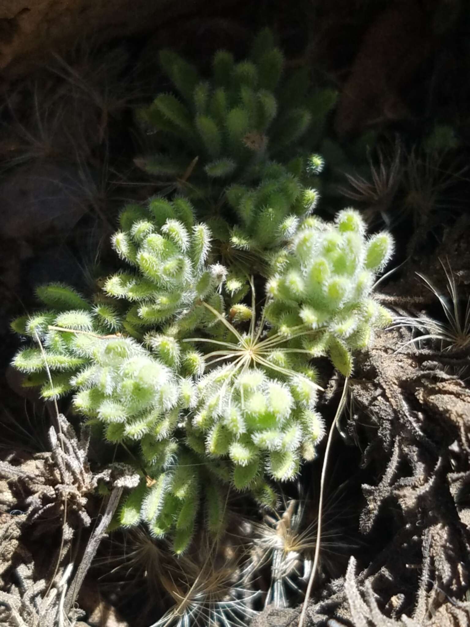 Plancia ëd Tetramolopium humile subsp. haleakalae T. K. Lowrey