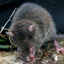 Image of Blackish Shrew Opossum