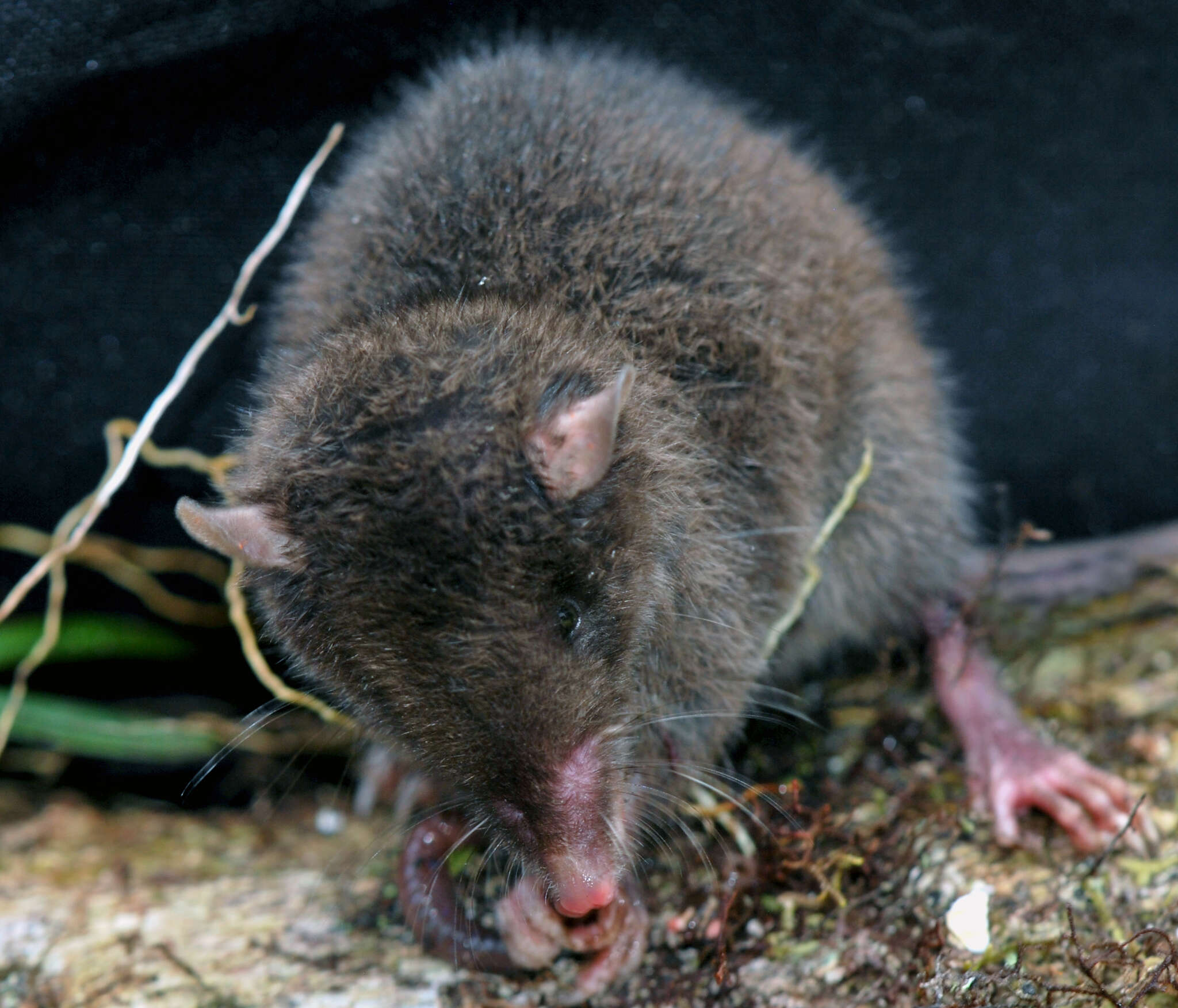 Image of Blackish Shrew Opossum