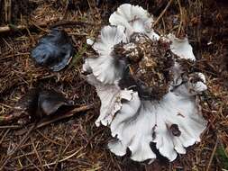 Image de Polypore blanc-et noir