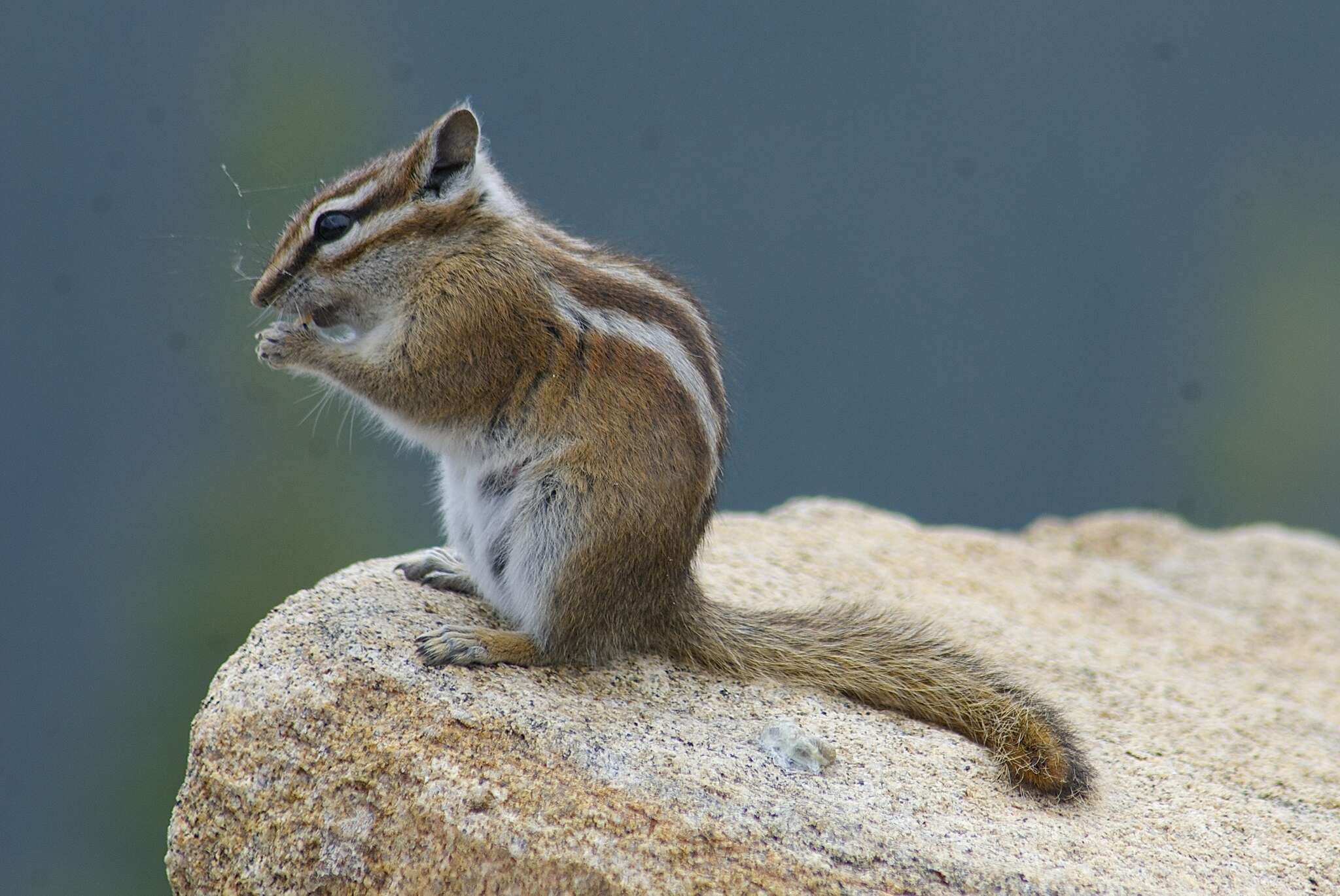 Image of Uinta Chipmunk