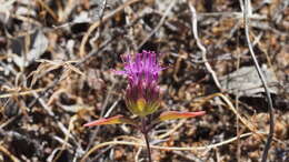 Imagem de Monardella breweri subsp. microcephala (A. Gray) Elvin & A. C. Sanders