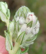 Image of Phylica purpurea Sond.