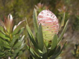 Image of Leucadendron uliginosum subsp. uliginosum