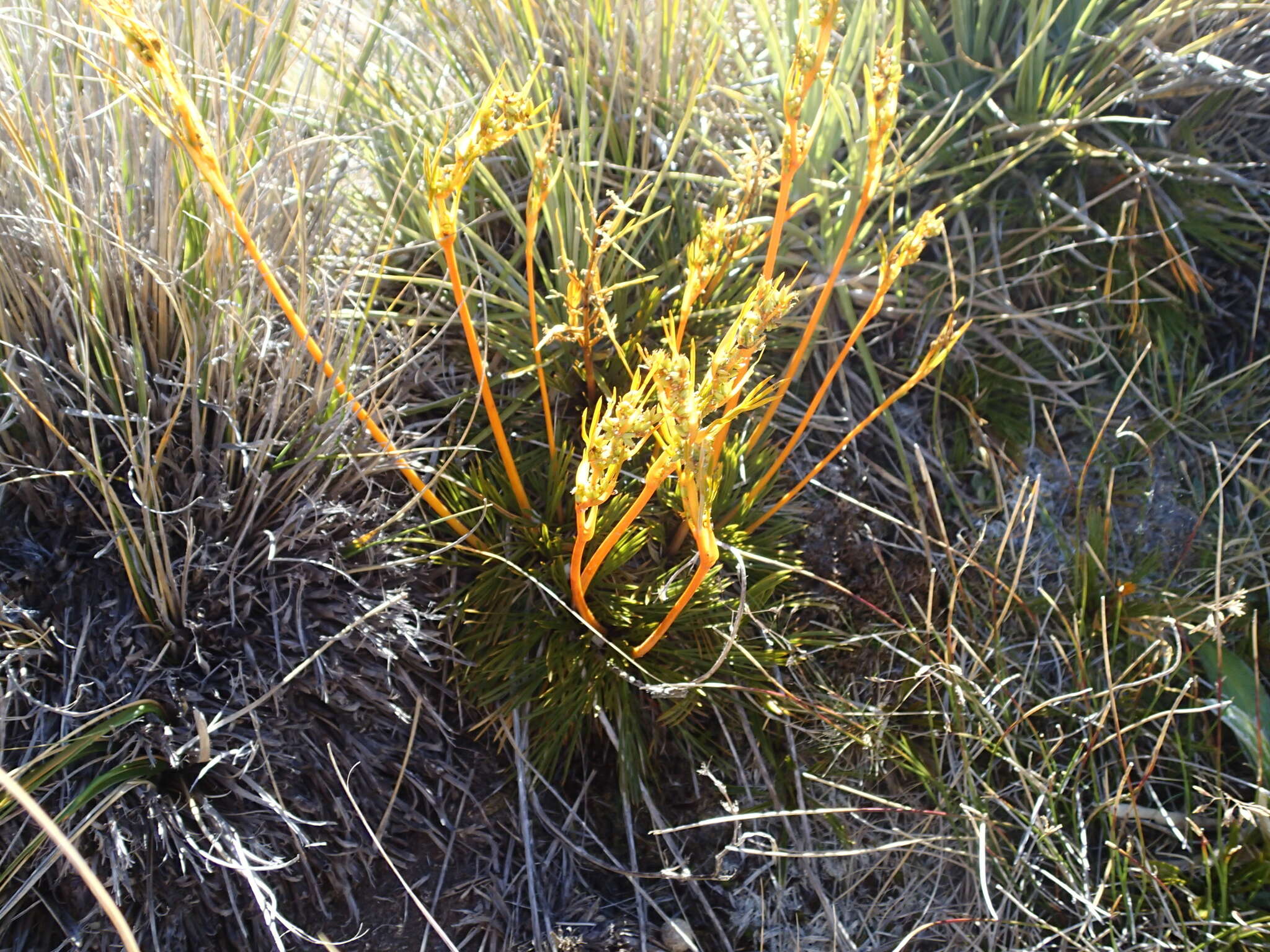 Image of Aciphylla montana var. gracilis (Oliv.) J. W. Dawson