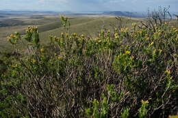 Imagem de Helichrysum hamulosum DC.