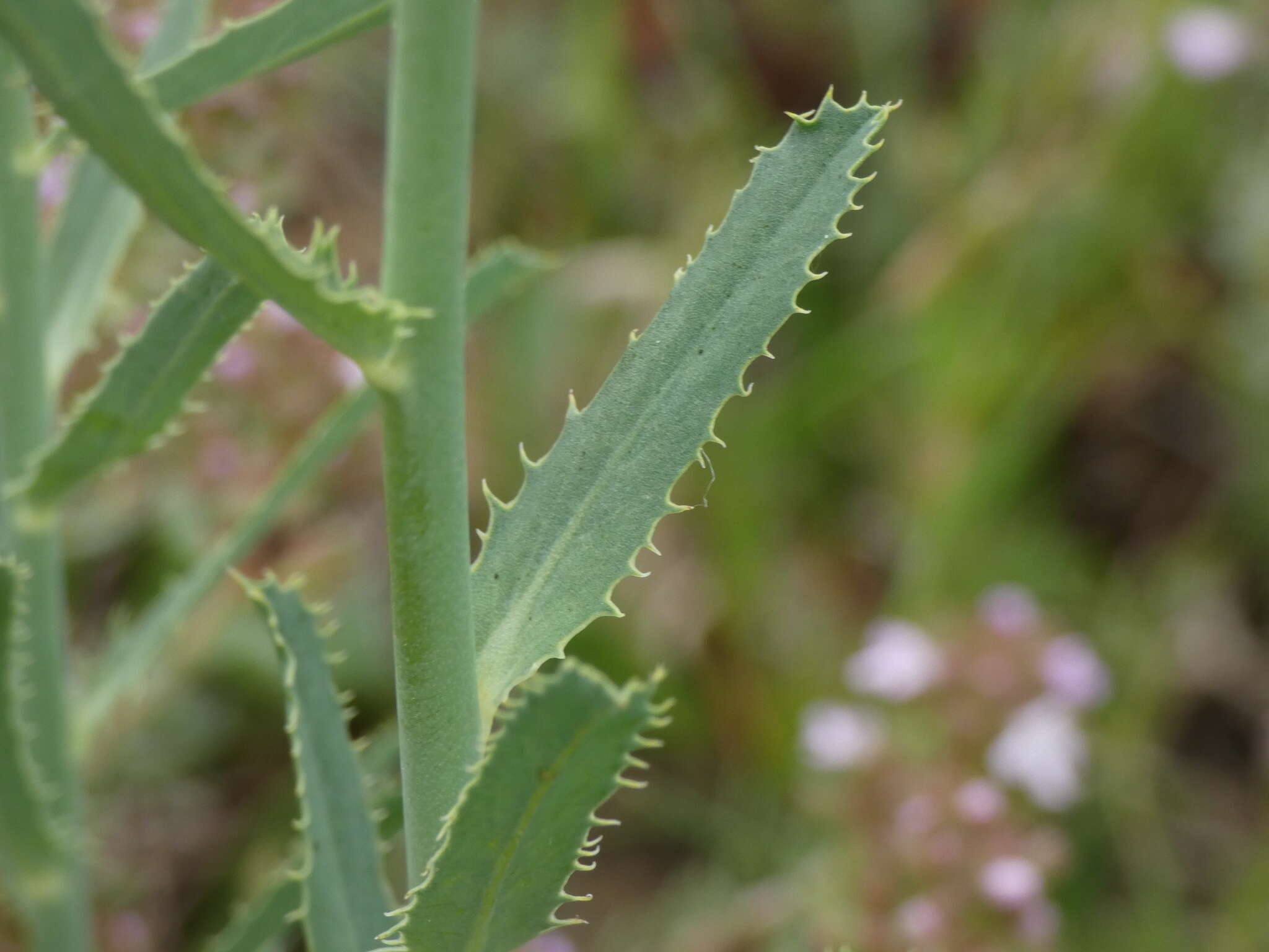 Image of serrate spurge