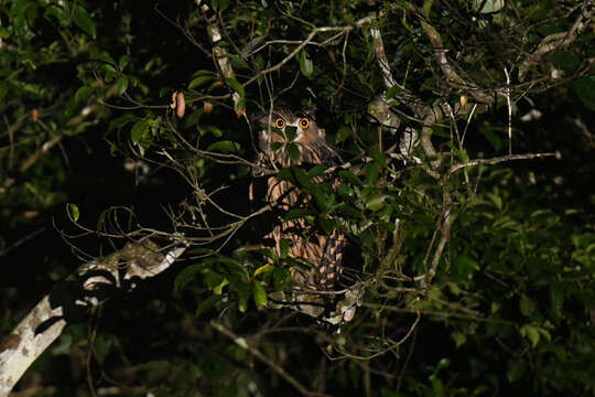 Image of Tawny Fish Owl