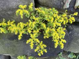 Sivun Sedum formosanum N. E. Br. kuva