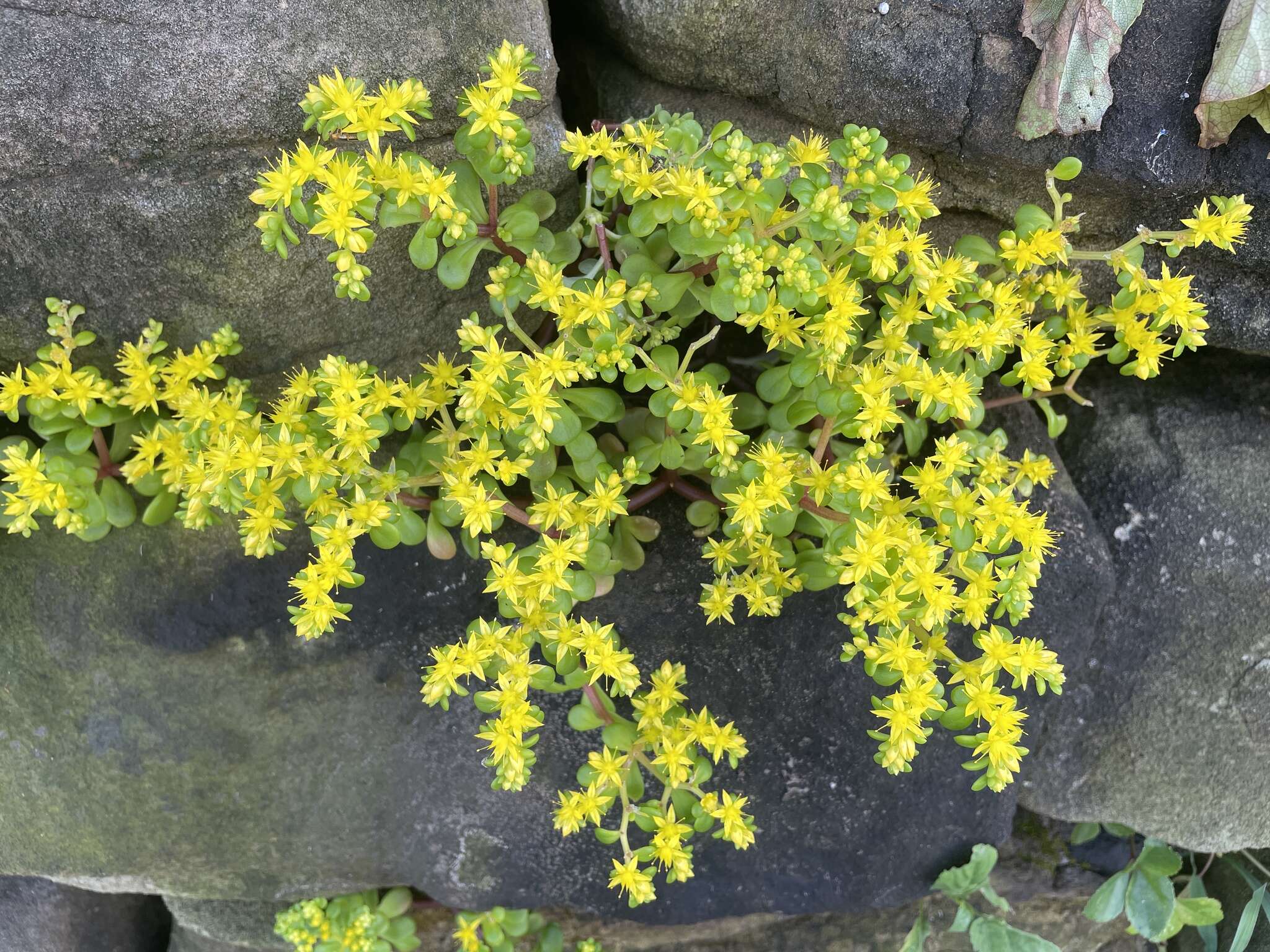 Image of Sedum formosanum N. E. Br.