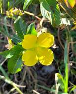 Image de Ludwigia elegans (Cambess.) Hara