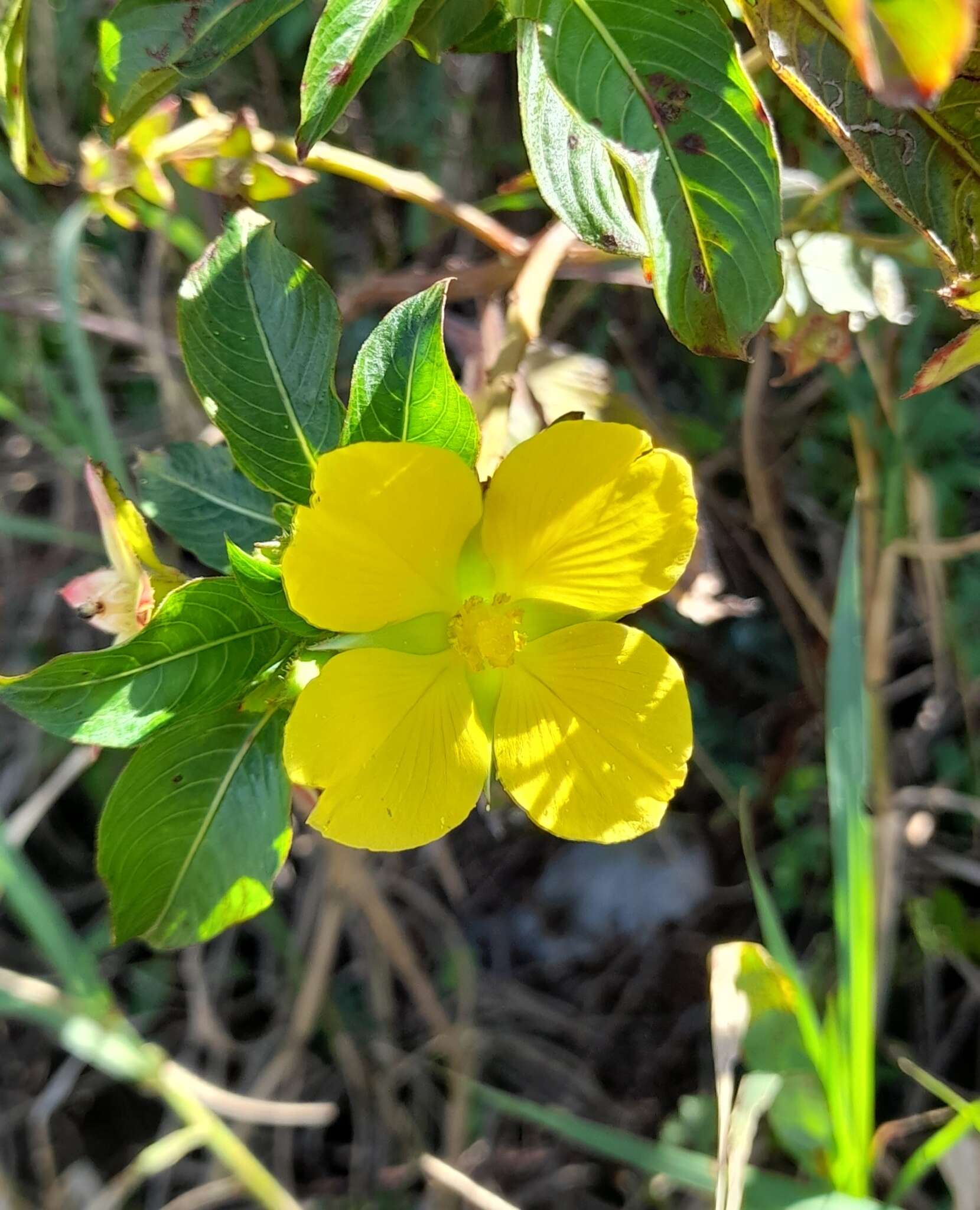 Image de Ludwigia elegans (Cambess.) Hara