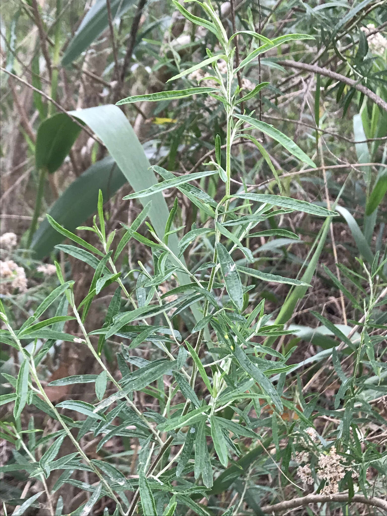 Ozothamnus argophyllus (A. Cunn. ex DC.) A. A. Anderberg resmi