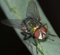 Image of green blowfly