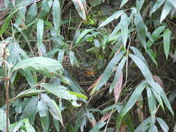 Image of Bertoni's Antbird