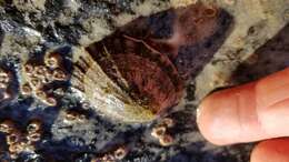 Sivun Cellana strigilis (Hombron & Jacquinot 1841) kuva
