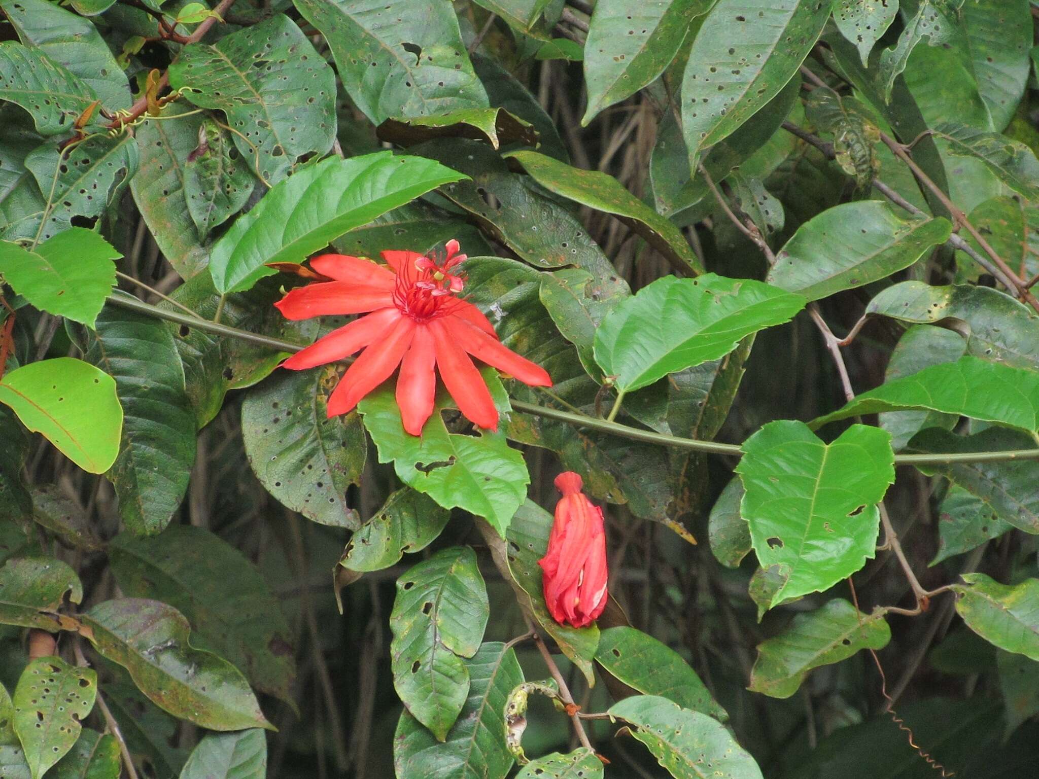 Image of Passiflora quadriglandulosa Rodschied