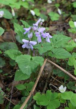 Image of Selkirk's violet