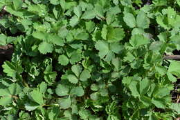 Image de Potentilla centigrana Maxim.