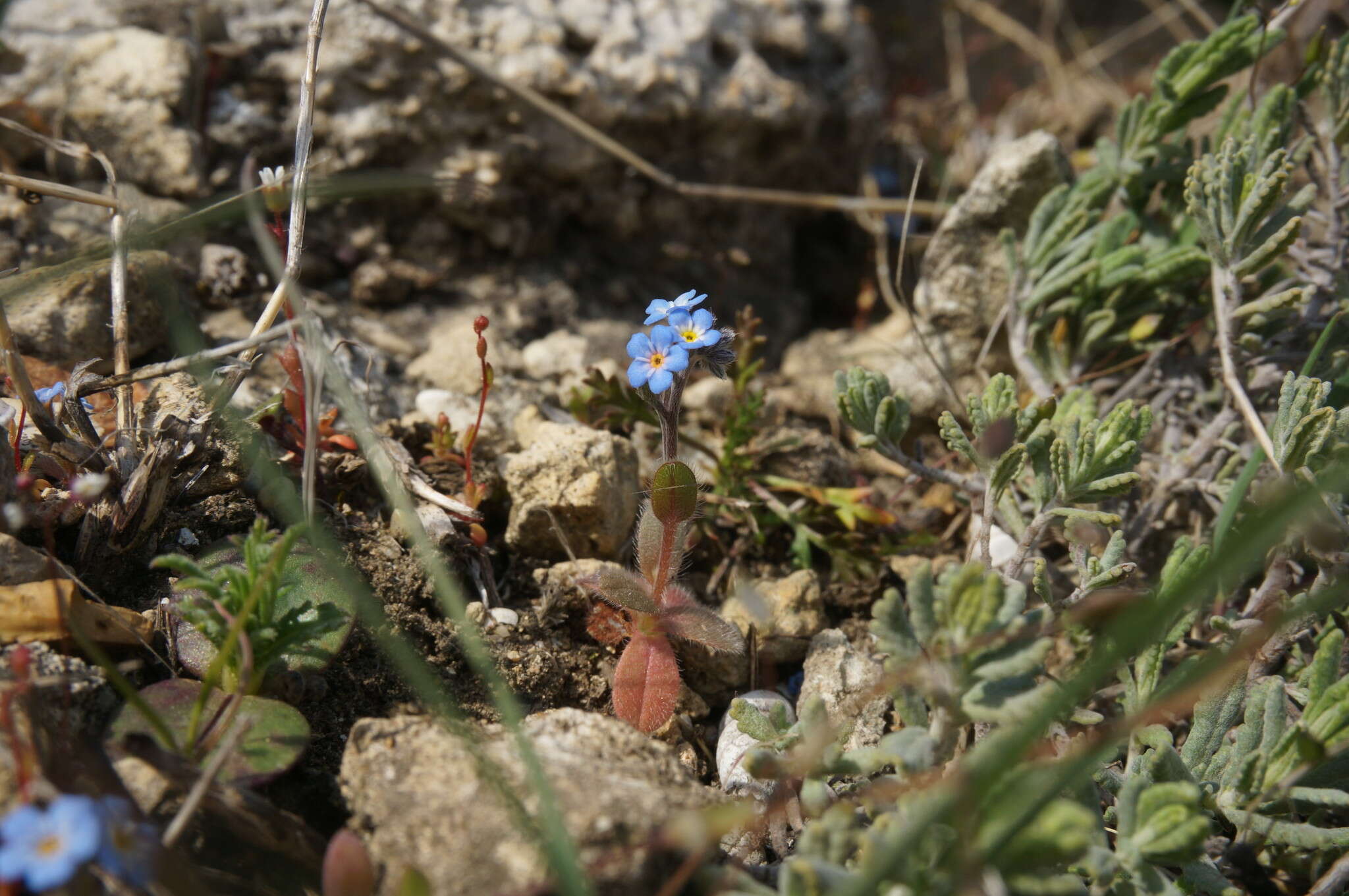 Слика од Myosotis incrassata Guss.