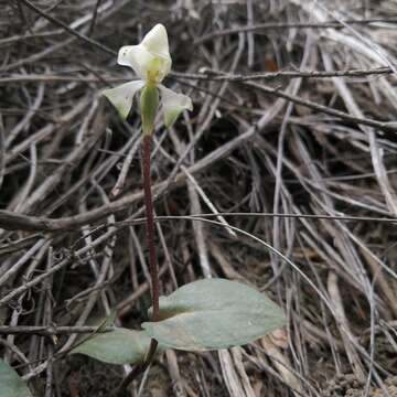 Image of Disperis purpurata subsp. purpurata