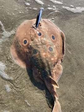 Image of Common Torpedo Ray