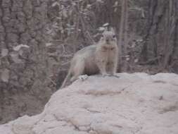 Image of Sierra Madre ground squirrel