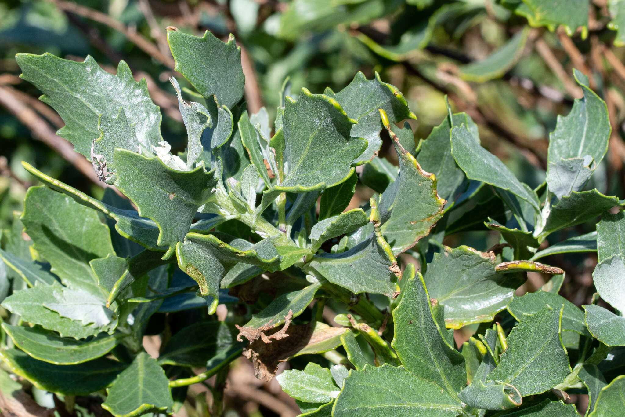 Imagem de Senecio halimifolius L.