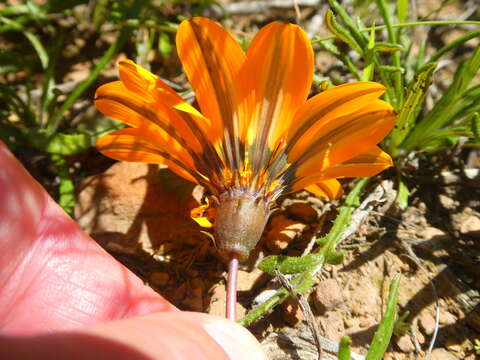 Imagem de Gazania pectinata (Thunb.) Hartweg