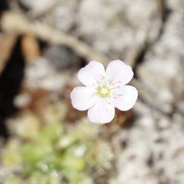 Image de Drosera pulchella Lehm.