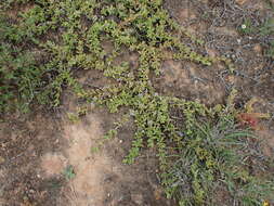 Image of Delosperma hollandii L. Bol.